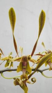 <i>Dendrobium</i> Klaten Bersinar