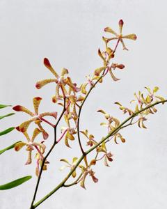 Aranda Merry Maggie