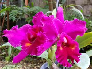 Rhyncholaeliocattleya Edisto