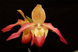 Phragmipedium Tiroler Ache