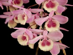 Dendrobium Mackay Parish