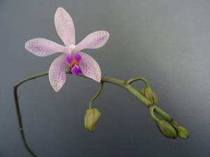 Phalaenopsis Dowilson
