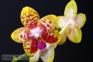 Phalaenopsis Orchid World