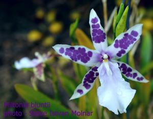 Miltonia bluntii