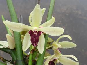 Parisia laycockii-thailandica