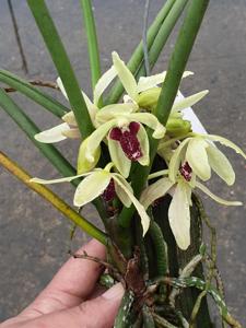 <i>Paraphaluisia</i> Thailalay