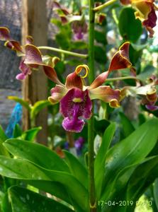 <i>Dendrobium</i> Boys' Brigade-violaceoflavens