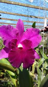 <i>Rhyntonleya</i> Jane Fumiye