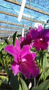 Rhyntonleya Jane Fumiye