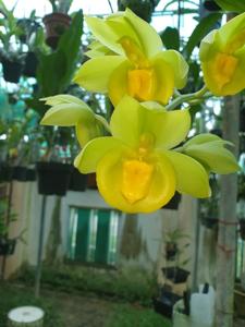Catasetum Robert Ang