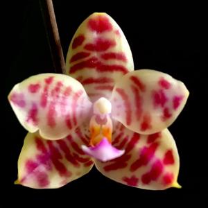 <i>Phalaenopsis</i> KS Super Zebra-Joey
