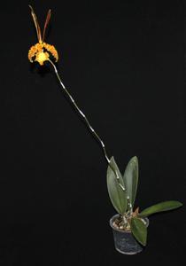 Psychopsis Mariposa