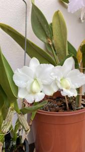 Cattleya dolosa