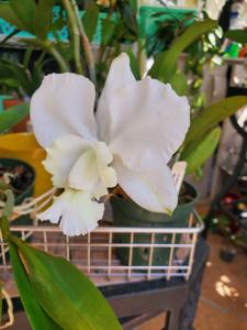 Cattleya dolosa