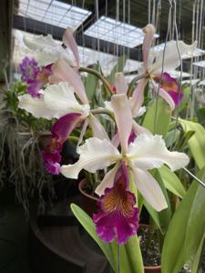 Cattleya hardyana