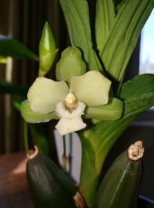 <i>Lycaste</i> Dainty