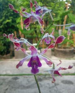 Dendrobium A Wahib Muhaimin