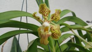 Vanda Mariannae