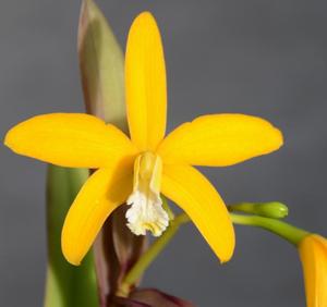 <i>Cattleya</i> Gold Star