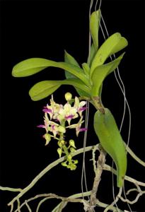 Rhynchorides Chang Koraht