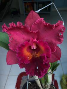 Rhyncholaeliocattleya Subprasert