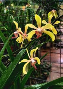 Pararachnis Anna Phung