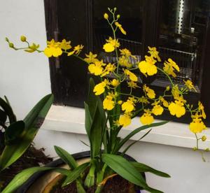 Oncidesa Gower Ramsey