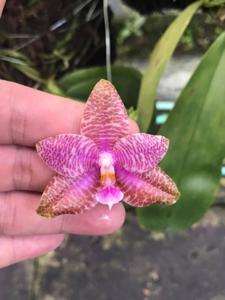 Phalaenopsis Orchids' Pad