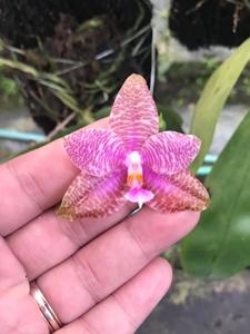 Phalaenopsis Orchids' Pad