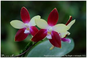 Phalaenopsis Miki Fly Eagle C1
