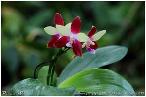 Phalaenopsis Miki Fly Eagle C1