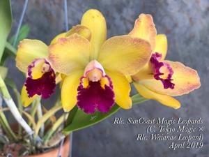 Rhyncholaeliocattleya SunCoast Magic Leopards