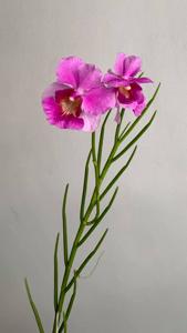 Papilionanthe Seletar Classic