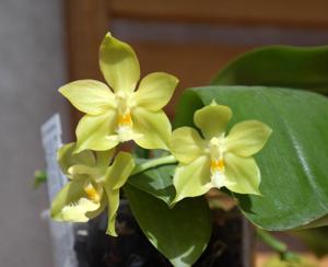 Phalaenopsis Margie Lane