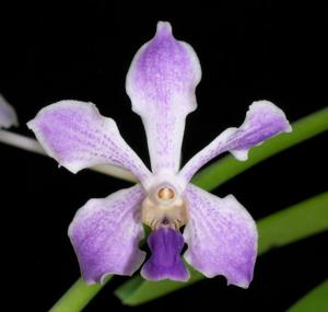 Vanda Blue Button