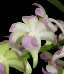 Aeridovanda lawrenceae-Chao Praya Emerald