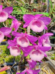Dendrobium Adastra