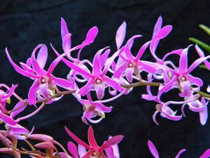 <i>Dendrobium</i> Geo MacKenzie