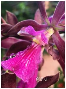 Encyclia Jonathan Guerrero