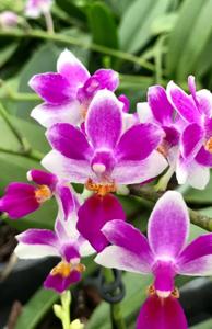 Phalaenopsis Newberry Petit Fours