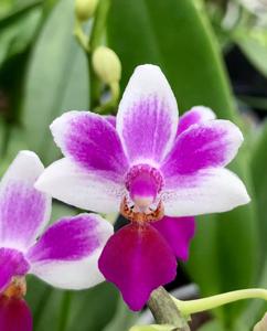 <i>Phalaenopsis</i> Newberry Petit Fours