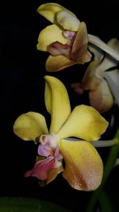 Vanda M. V. Tannins
