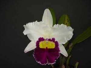 Cattleya Sheila Lauterbach
