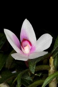 Dendrobium Mtn's Butterfly Kisses