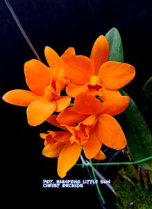 Rhyncattleanthe Shinfong Little Sun