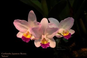 Cattlianthe Japanese Beauty