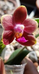 Phalaenopsis Pylo's Mandarin Oranges
