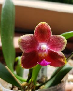 Phalaenopsis Pylo's Mandarin Oranges