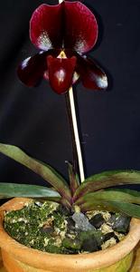 <i>Paphiopedilum</i> Wei-Ling Ting