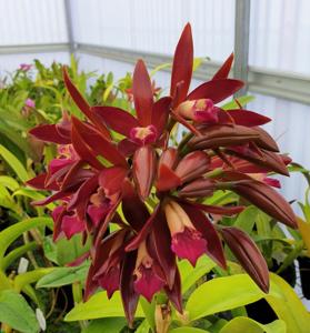 Cattlianthe Chocolate Drop
